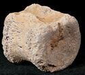 Edmontosaurus (Hadrosaur) Caudal Vertebrae - Montana #12688-3